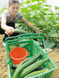 摘新鮮蔬菜享優(yōu)惠菜價(jià) 田園生活的雙倍驚喜